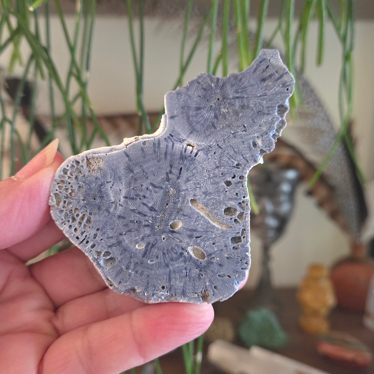 Blue Coral Slice