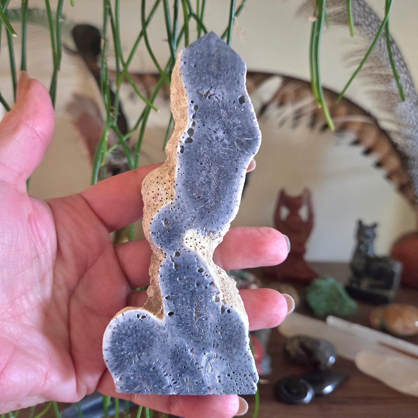Blue Fossil Coral Slice - Medium