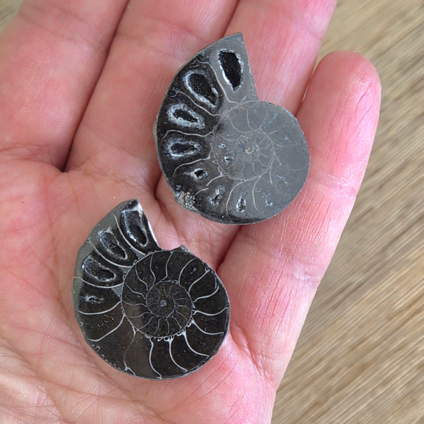 Ammonite Fossil - Mini