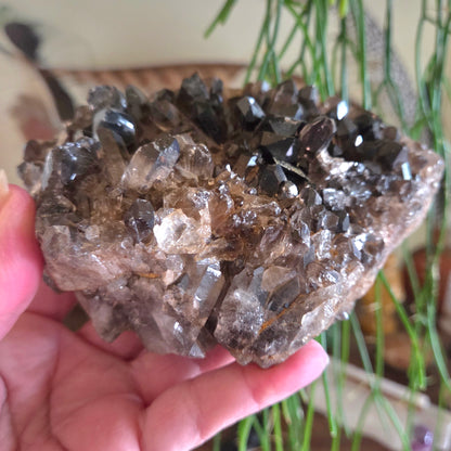 Smoky Quartz Cluster