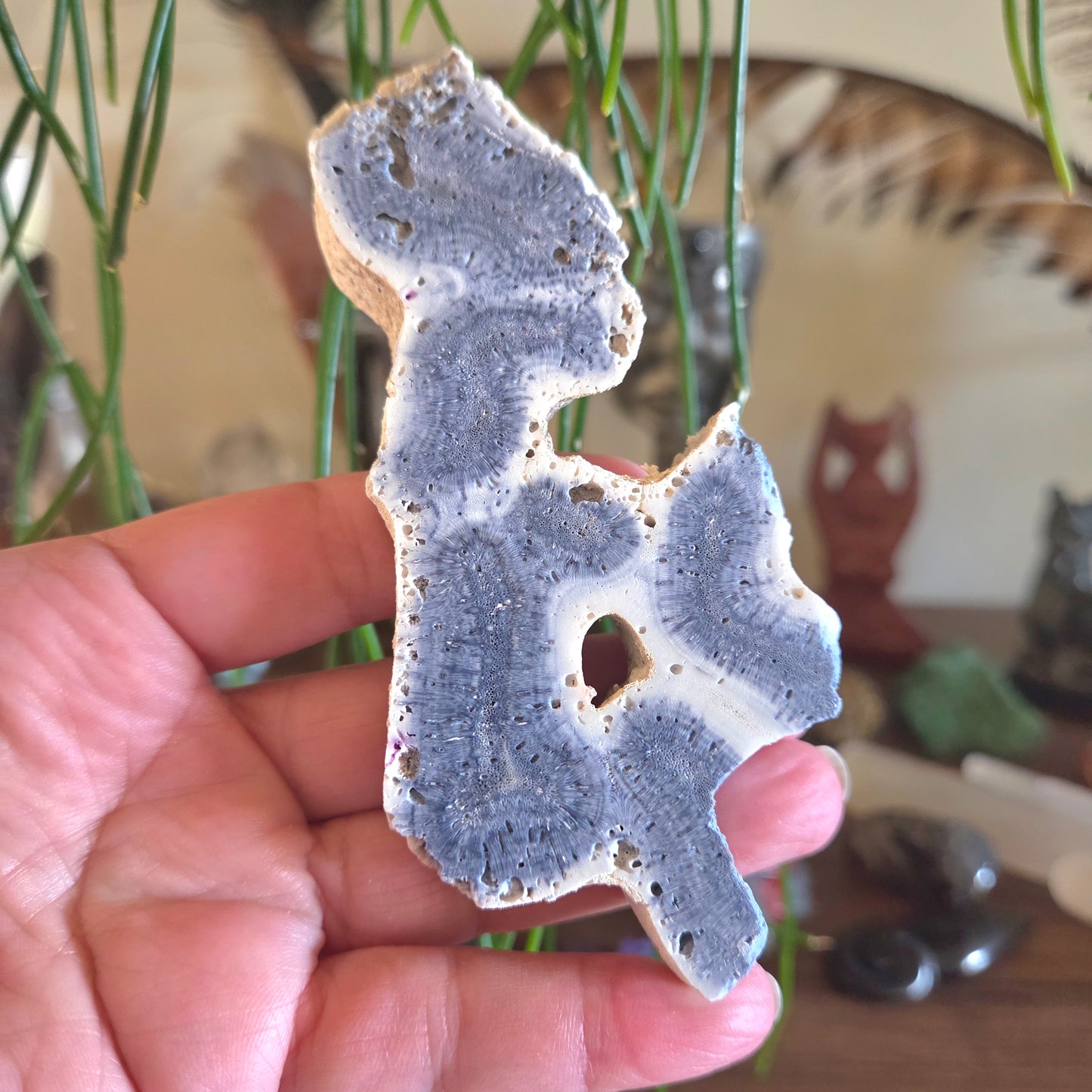 Blue Fossil Coral Slice - Medium