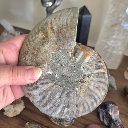 Ammonite Fossil Pair