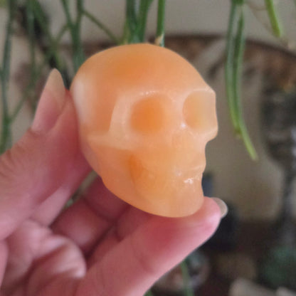 Crystal Skulls - Medium