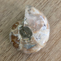 Ammonite Fossil Pair