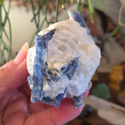 Kyanite in Quartz Freeform