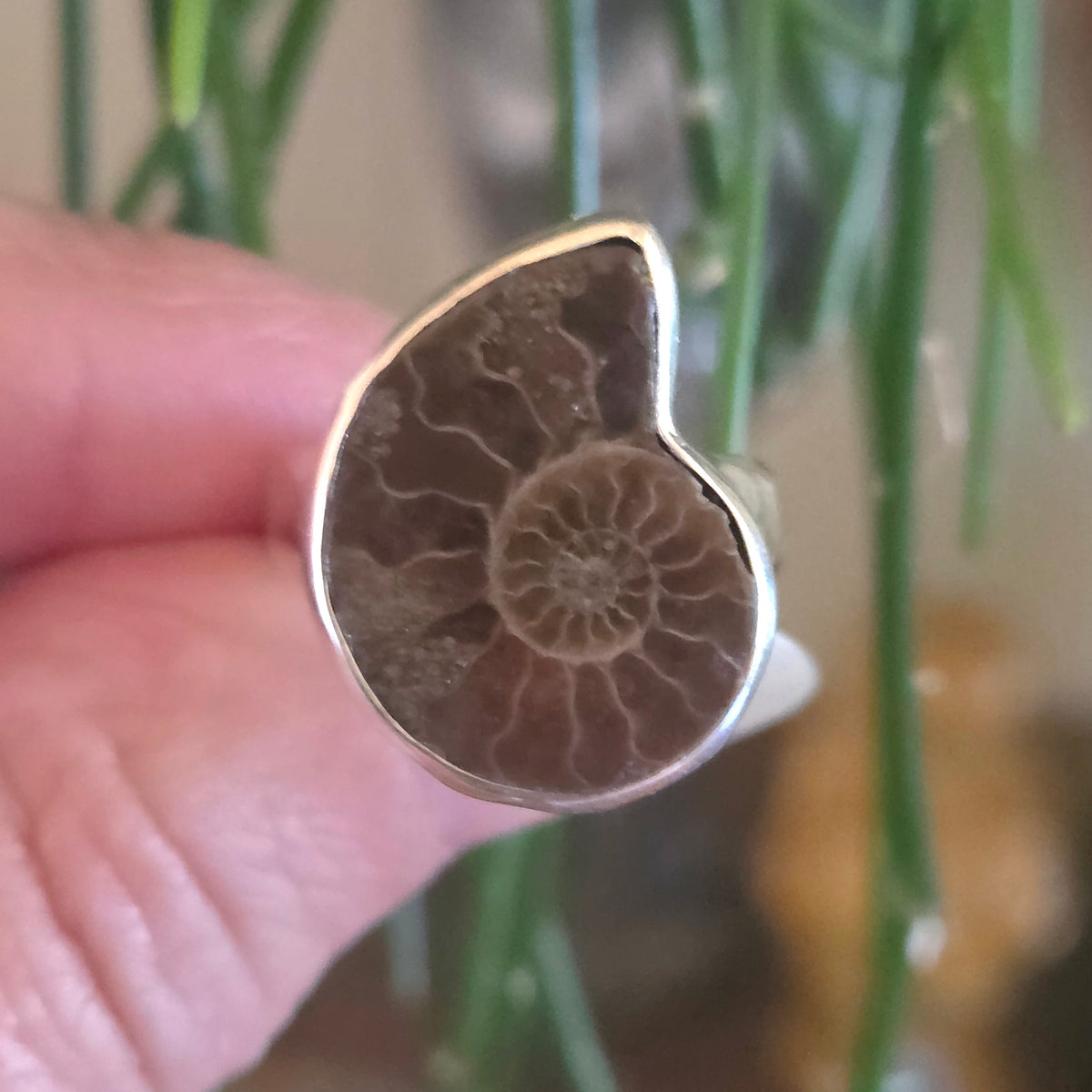Ammonite Ring Size 8
