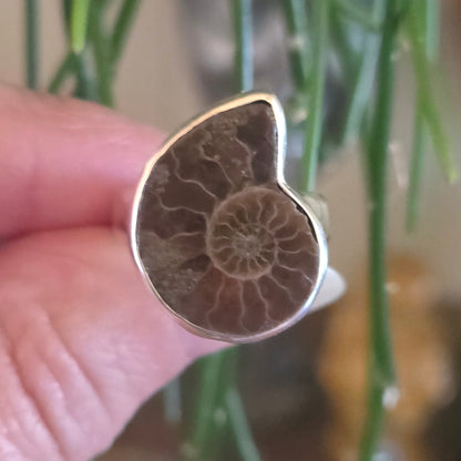 Ammonite Ring Size 8