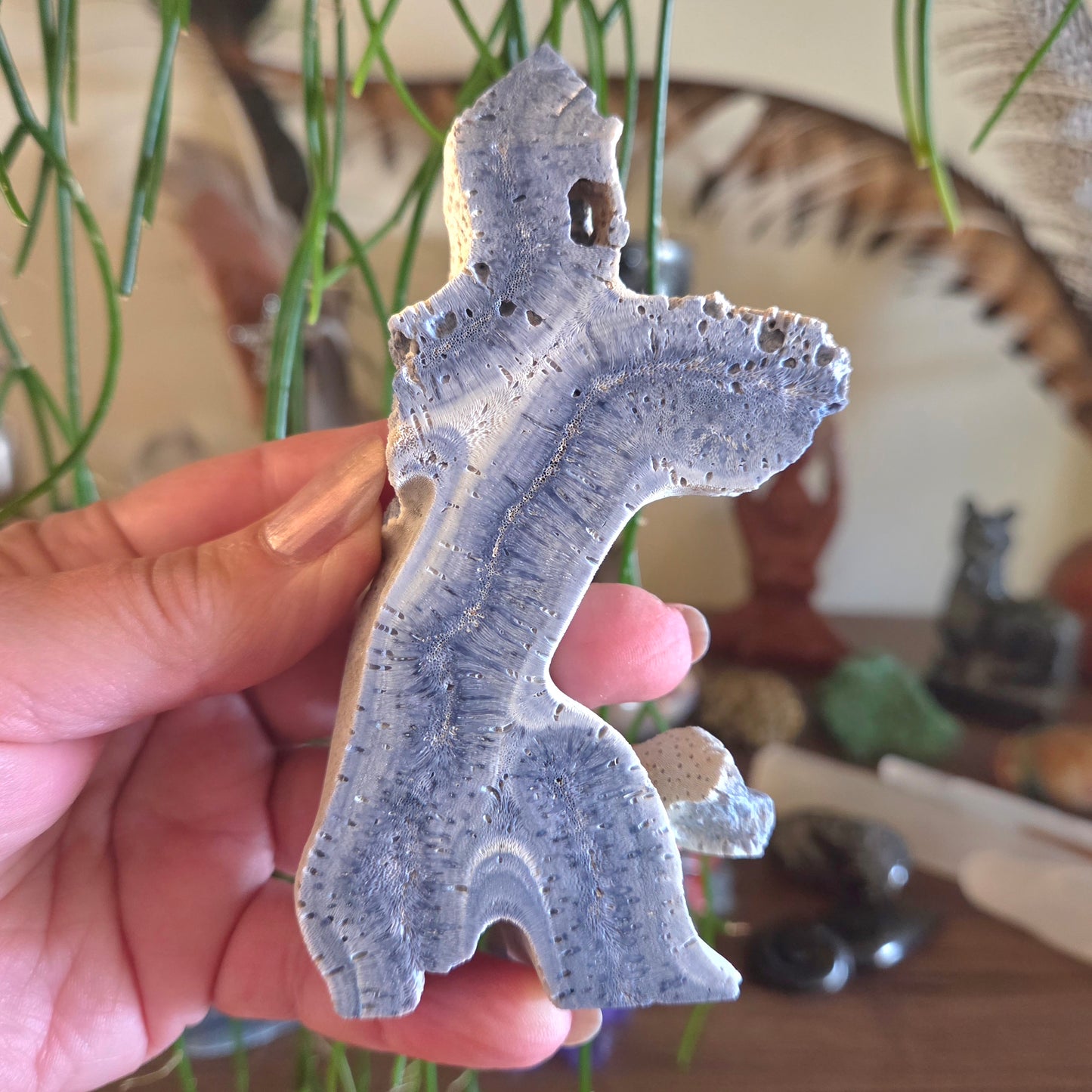 Blue Fossil Coral Slice - Medium