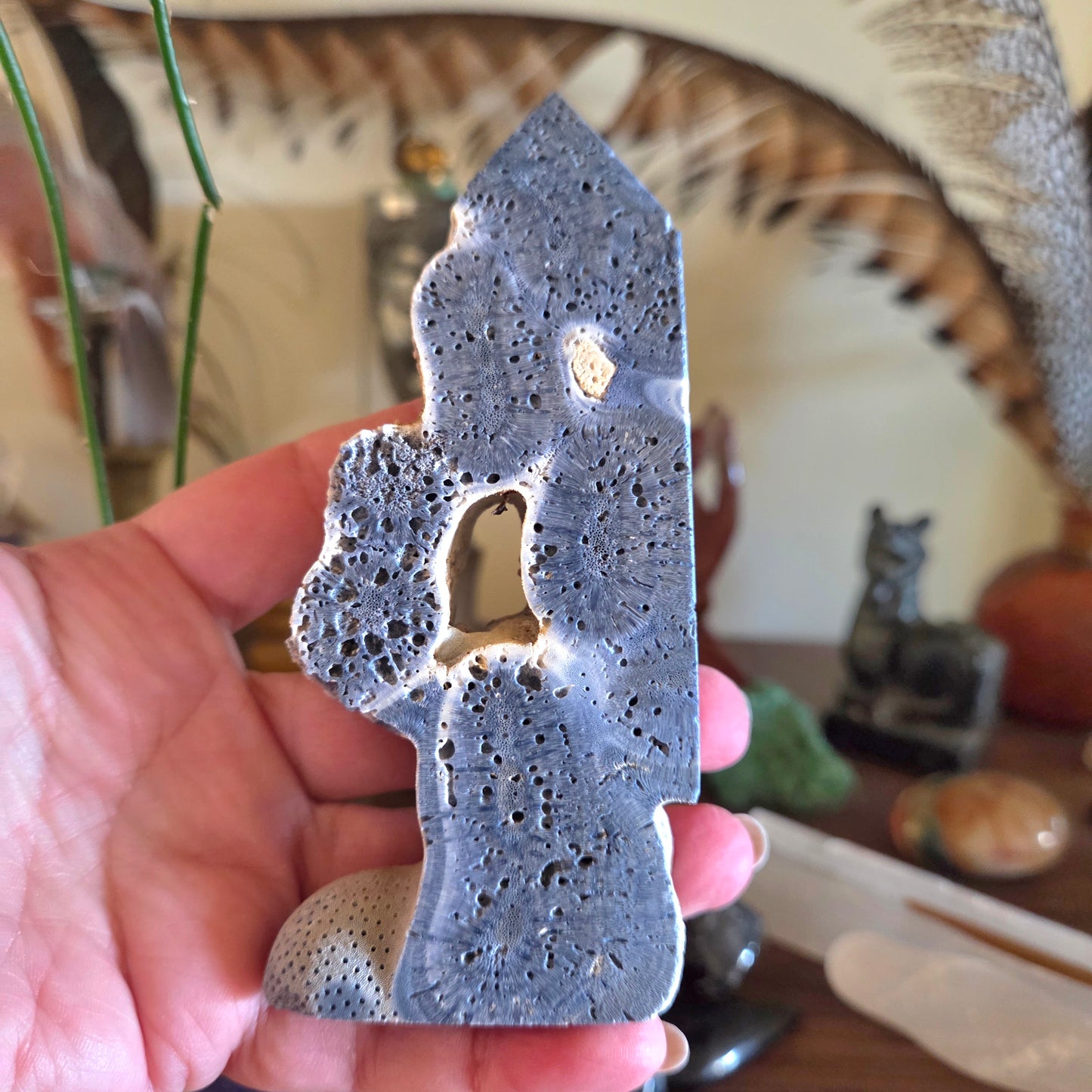 Blue Fossil Coral - Large