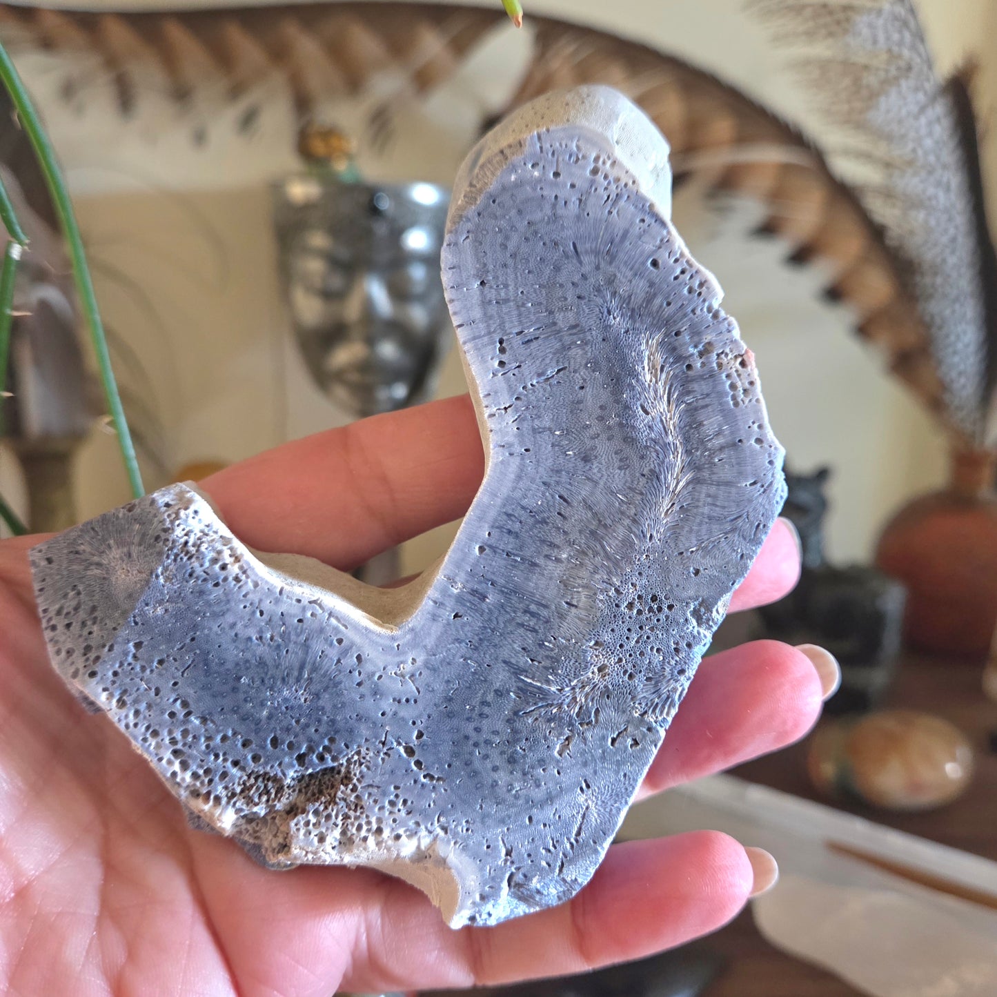 Blue Fossil Coral - Large