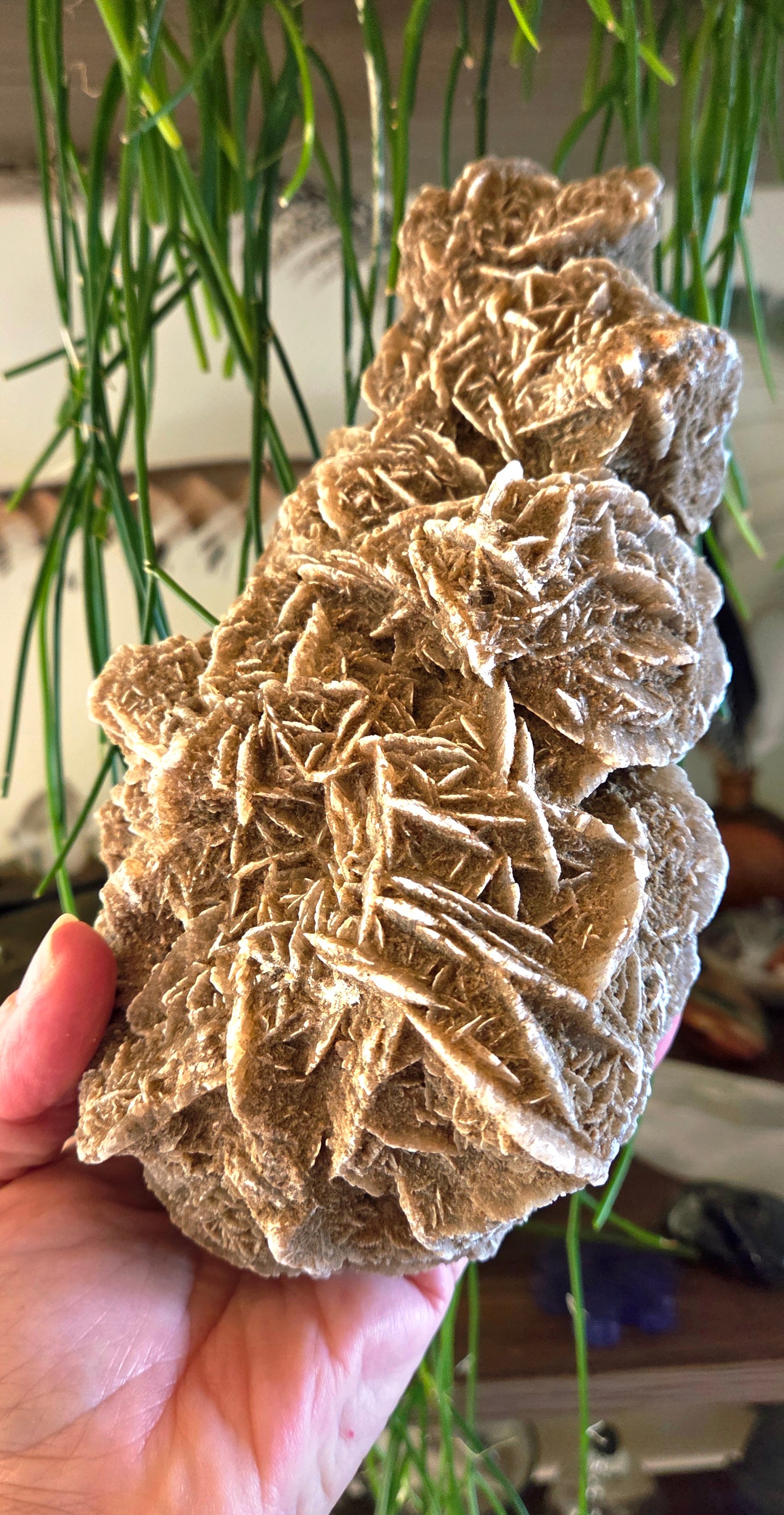 Desert Rose Cluster 1.65Kg