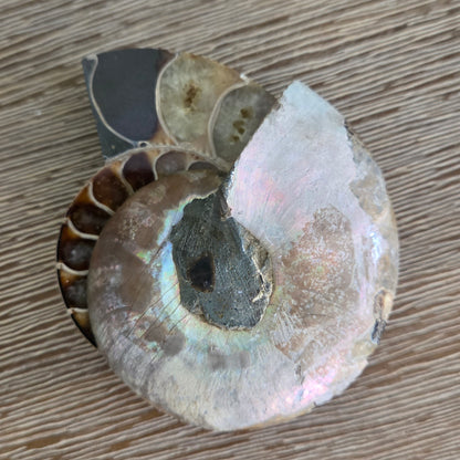 Ammonite Fossil Pair #2
