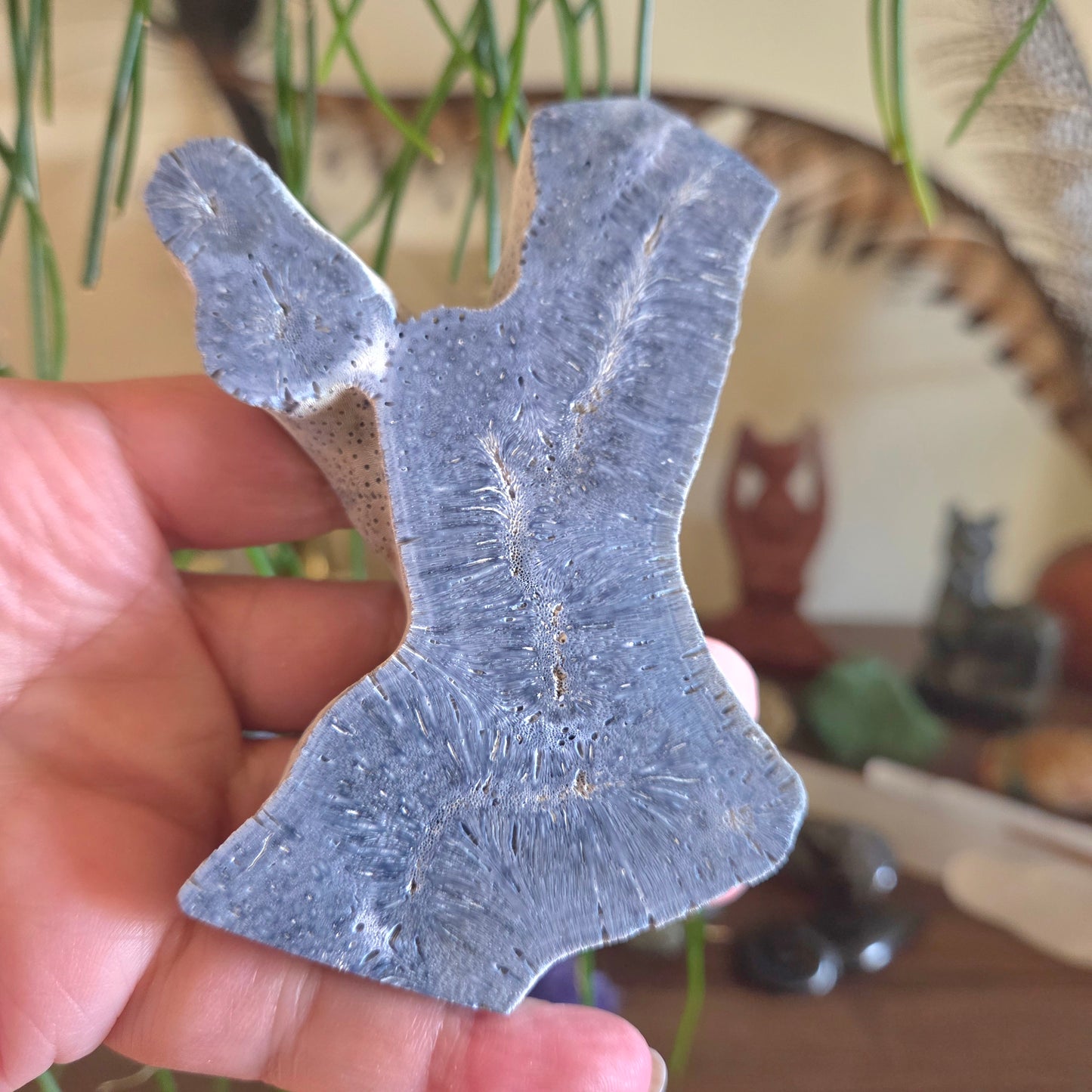 Blue Fossil Coral Slice - Medium