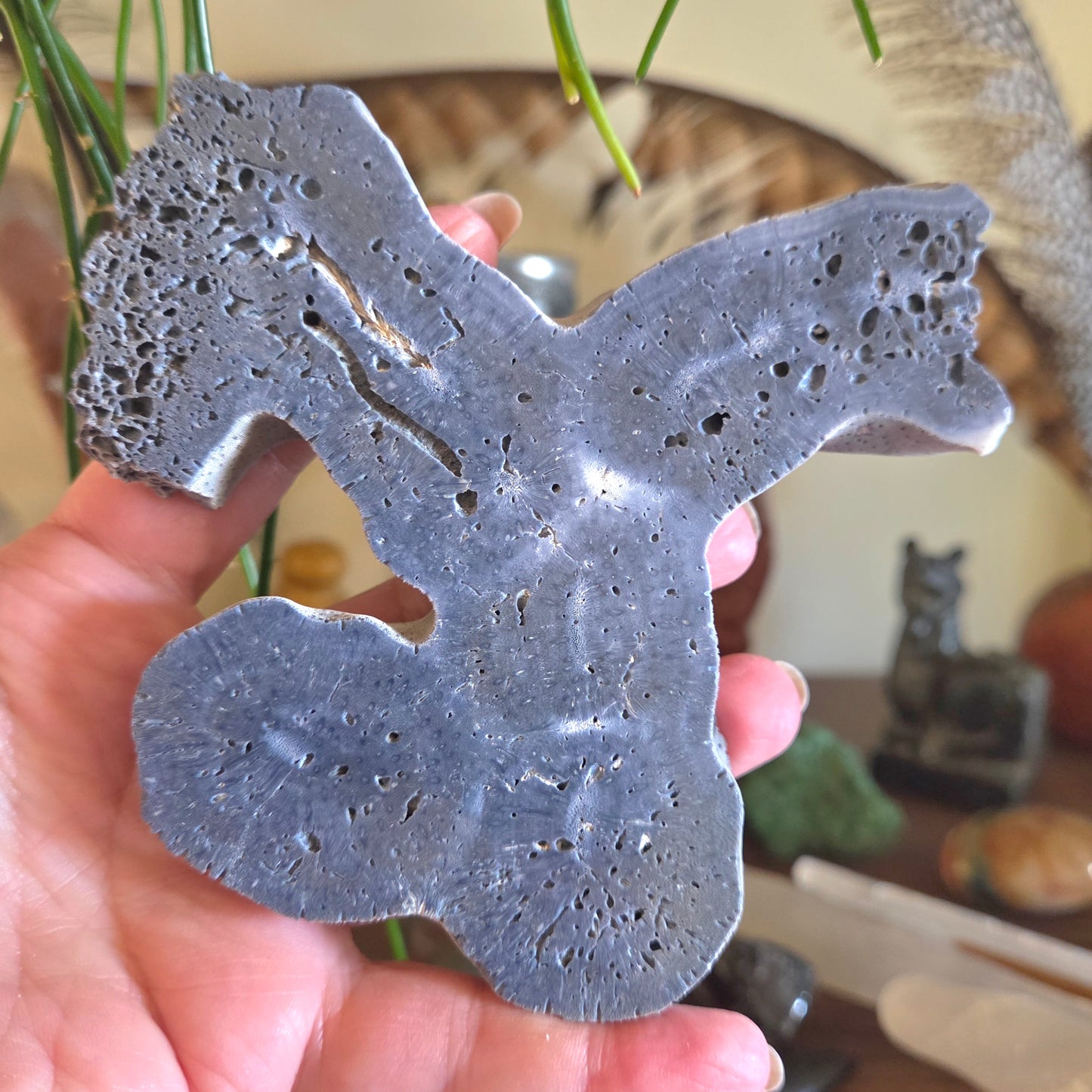 Blue Fossil Coral - Large