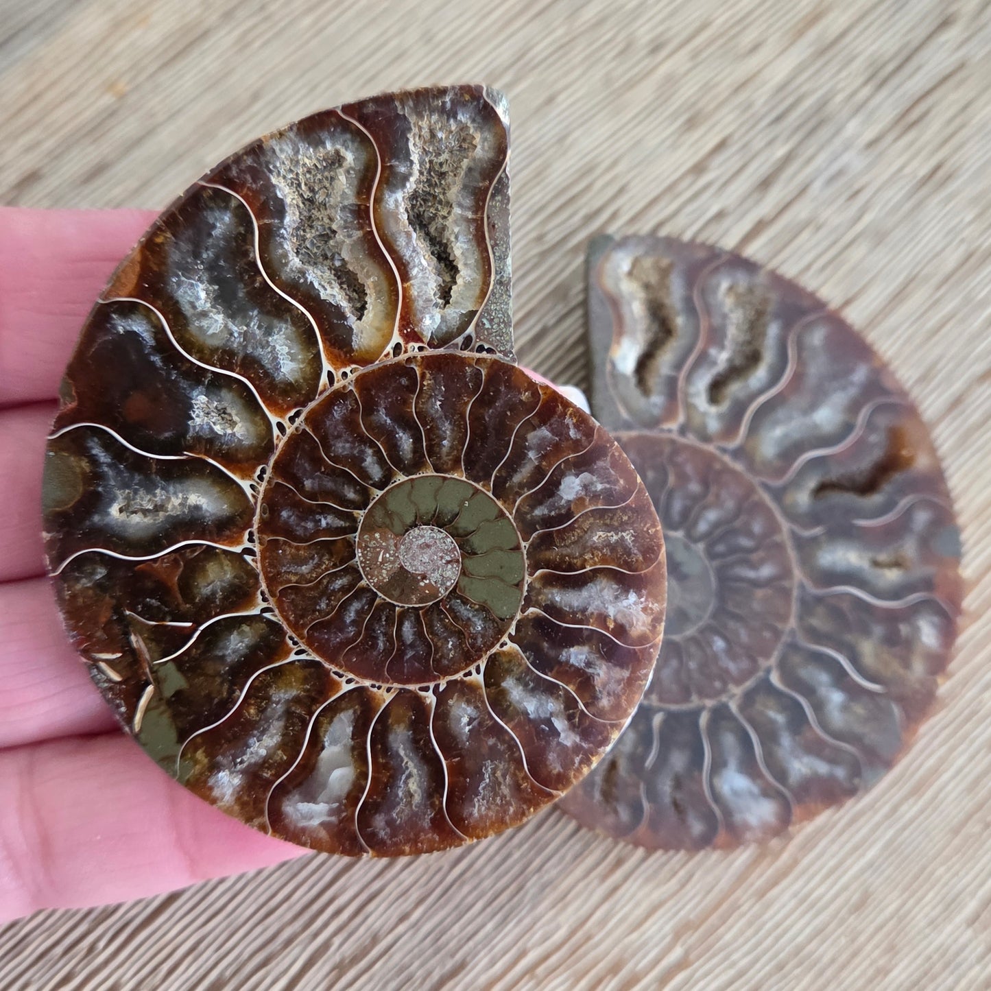 Ammonite Fossil Pair #3