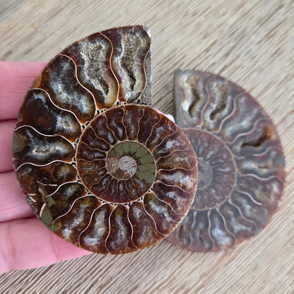 Ammonite Fossil Pair #3