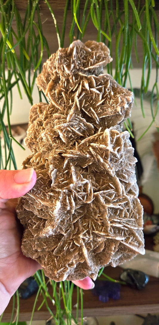 Desert Rose Cluster 1.65Kg