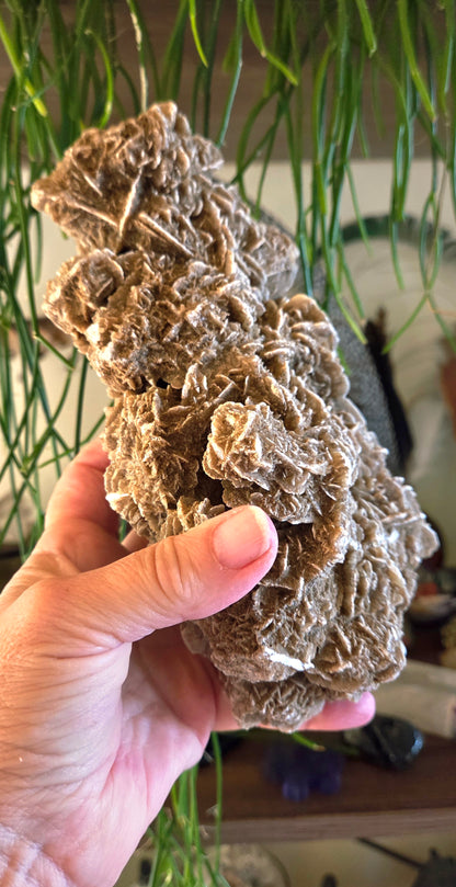 Desert Rose Cluster 1.65Kg