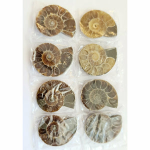 AMMONITE FOSSIL - MINI
